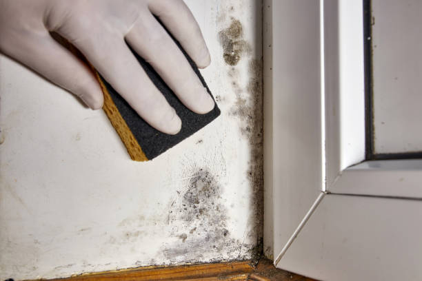 Best Mold Remediation for Healthcare Facilities  in Ellwood City, PA